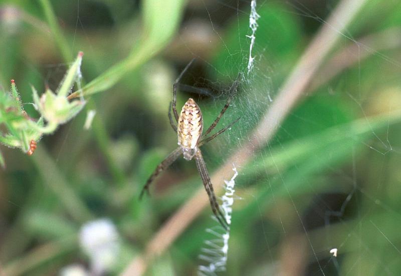 Argiope_bruennichi_F2217_Z_79_Les Gris_Frankrijk.jpg